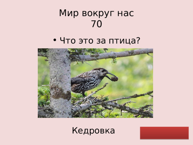 Мир вокруг нас  70 Что это за птица? Кедровка 