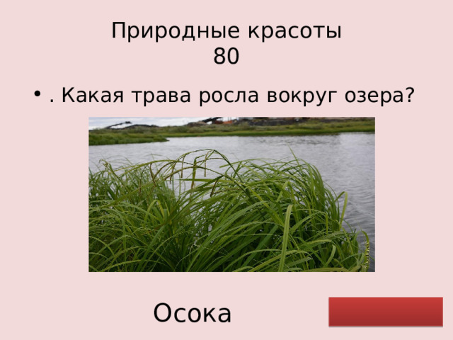 Природные красоты  80 . Какая трава росла вокруг озера? Осока 