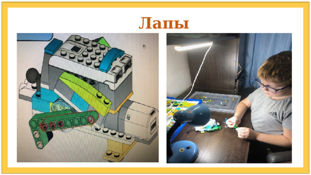  Лапы 