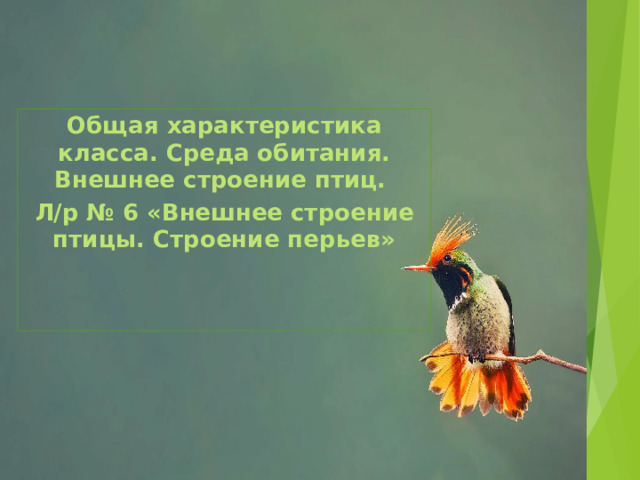 Общая характеристика класса. Среда обитания. Внешнее строение птиц. Л/р № 6 «Внешнее строение птицы. Строение перьев» 