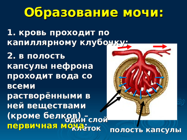 Образование мочи: 1. кровь проходит по капиллярному клубочку; 2. в полость капсулы нефрона проходит вода со всеми растворёнными в ней веществами (кроме белков) – первичная моча ; один слой клеток полость капсулы 