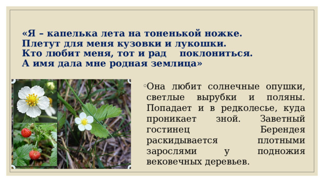  «Я – капелька лета на тоненькой ножке.  Плетут для меня кузовки и лукошки.  Кто любит меня, тот и рад поклониться.  А имя дала мне родная землица»    Она любит солнечные опушки, светлые вырубки и поляны. Попадает и в редколесье, куда проникает зной. Заветный гостинец Берендея раскидывается плотными зарослями у подножия вековечных деревьев. 
