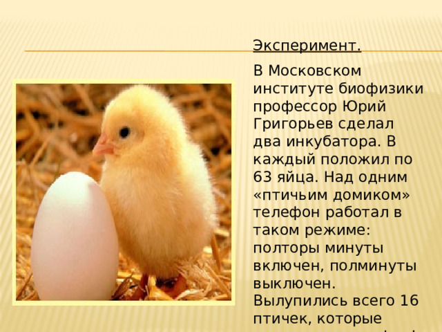 Эксперимент.  В Московском институте биофизики профессор Юрий Григорьев сделал два инкубатора. В каждый положил по 63 яйца. Над одним «птичьим домиком» телефон работал в таком режиме: полторы минуты включен, полминуты выключен. Вылупились всего 16 птичек, которые «слушали» телефон! В другом инкубаторе появился 51 птенец. 
