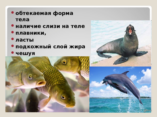 обтекаемая форма тела наличие слизи на теле плавники, ласты подкожный слой жира чешуя ё11111111 Приспособления к жизни в водной среде 