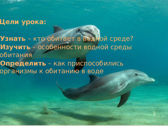  Цели урока:  Узнать – кто обитает в водной среде? Изучить – особенности водной среды обитания Определить – как приспособились организмы к обитанию в воде 