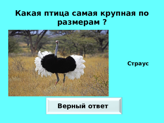 Какая птица самая крупная по размерам ? Страус Верный ответ 