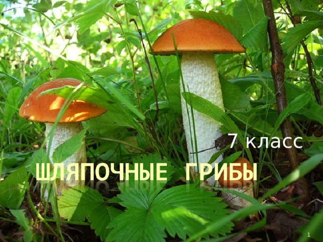 7 класс  