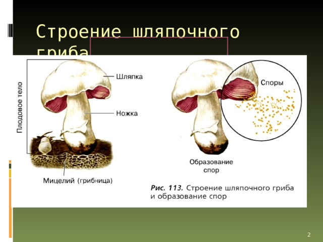 Строение шляпочного гриба Грибы отличаются большим разнообразием по величине, форме и другим признакам. Среди них выделяют шляпочные грибы. К ним относятся белые грибы, подберёзовики и подосиновики, разноцветные сыроежки, рыжики и многие другие. В повседневной жизни мы называем грибами их плодовые тела. У большинства съедобных грибов плодовое тело образовано ножкой и шляпкой (рис. 113). Отсюда и их название — шляпочные грибы. Грибница, или мицелий, – главная часть каждого гриба. На ней развиваются плодовые тела. Шляпка и ножка состоят из плотно прилегающих друг к другу нитей грибницы.   