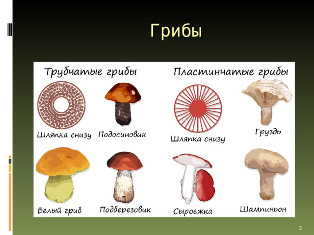  Грибы В ножке все нити одинаковы, а в шляпке они образуют два слоя: верхний, покрытый кожицей, окрашенной разными пигментами, и нижний. У одних грибов, например у белого гриба, подберёзовика, маслёнка, нижний слой шляпки состоит из многочисленных трубочек. Это трубчатые грибы. Нижний слой шляпок рыжиков, сыроежек, волнушек образован многочисленными пластинками. Это пластинчатые грибы.   