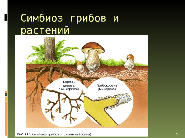Симбиоз грибов и растений Грибники знают, что подберёзовики чаще всего можно встретить в березняке, белые грибы — вблизи берёз, сосен, елей и дубов, рыжики — в сосновых и еловых лесах, подосиновики — в осинниках. Это объясняется тем, что между определёнными видами деревьев и грибов устанавливается тесная связь, полезная как одному, так и другому организму, т. е. симбиоз (рис. 115). Нити грибницы плотно оплетают корень дерева и даже проникают внутрь его, образуя грибокорень, или микоризу. Грибница поглощает из почвы воду и растворённые минеральные вещества, которые поступают из неё в корни деревьев. В свою очередь, грибница получает органические вещества, необходимые ей для питания и образования плодовых тел, из корней деревьев.   