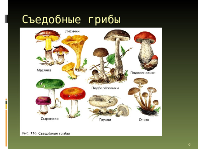 Съедобные грибы Вы хорошо знаете шляпочные грибы – это белые грибы, подосиновики, маслята, сыроежки, рыжики и многие другие. Их употребляют в пищу: жарят, консервируют, маринуют, солят, сушат. О пищевой ценности шляпочных грибов знали уже в Древнем Риме, а на Руси издавна считали, что грибы — еда, «пригожая к здравию», способная заменить рыбу и мясо. По химическому составу грибы близки к овощам и продуктам животного происхождения. Они богаты белками и различными витаминами. В зависимости от пищевой ценности выделяют несколько категорий грибов. К высшей категории относят белые, рыжики, грузди. Шампиньоны, подосиновики, подберёзовики, маслята относят ко второй категории. Последнюю, менее ценную в пищевом отношении категорию составляют сыроежки, волнушки, зеленушки, рядовки и др. Всё это съедобные грибы (рис. 116).   