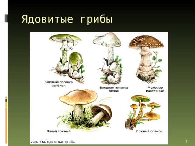 Ядовитые грибы При сборе грибов важно уметь отличать съедобные грибы от ядовитых. Каждому, кто идёт в лес за грибами, надо хорошо знать ядовитые грибы, изучить их по атласам, книгам, чтобы безошибочно их распознавать. Наиболее опасны бледная поганка, мухомор, ложные лисички и ложные опята (рис. 118). Бледные поганки похожи на шампиньоны, только нижняя сторона шляпки у них зеленовато-белая, в отличие от розовой у шампиньона.   