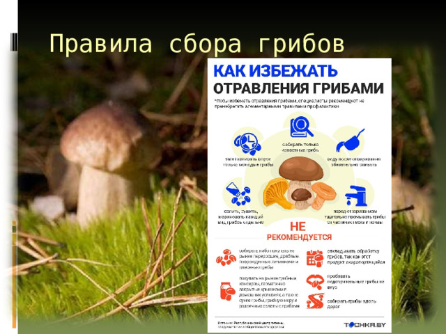 Правила сбора грибов 