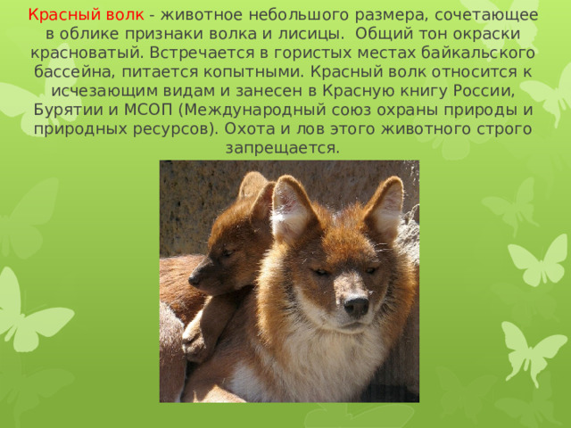   Красный волк - животное небольшого размера, сочетающее в облике признаки волка и лисицы.  Общий тон окраски красноватый. Встречается в гористых местах байкальского бассейна, питается копытными. Красный волк относится к исчезающим видам и занесен в Красную книгу России, Бурятии и МСОП (Международный союз охраны природы и природных ресурсов). Охота и лов этого животного строго запрещается.   