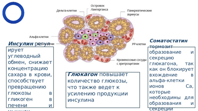 Инсулин  регулирует углеводный обмен, снижает концентрацию сахара в крови, способствует превращению глюкозы в гликоген в печени и мышцах. ​ Соматостатин тормозит образование и секрецию глюкагона, так как он блокирует вхождение в альфа-клетки ионов Ca, которые необходимы для образования и секреции глюкагона. ​ Глюкагон  повышает количество глюкозы, что также ведет к усилению продукции инсулина 
