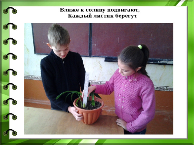  Ближе к солнцу подвигают,  Каждый листик берегут 