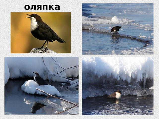 оляпка 