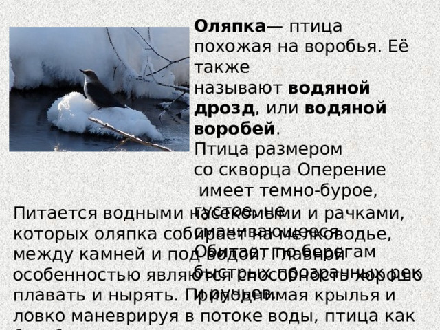  Оляпка — птица похожая на воробья. Её также называют  водяной дрозд , или  водяной воробей . Птица размером со скворца Оперение  имеет темно-бурое, густое, не смачивающееся. Обитает по берегам быстрых прозрачных рек и ручьев. Питается водными насекомыми и рачками, которых оляпка собирает на мелководье, между камней и под водой. Главной особенностью являются способность хорошо плавать и нырять. Приподнимая крылья и ловко маневрируя в потоке воды, птица как бы «бежит» по дну.  