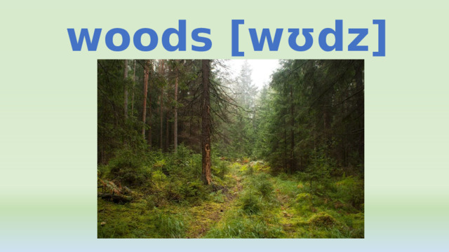 woods [wʊdz] 