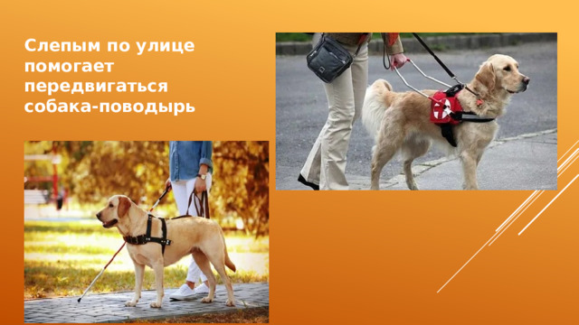 Слепым по улице помогает передвигаться собака-поводырь 