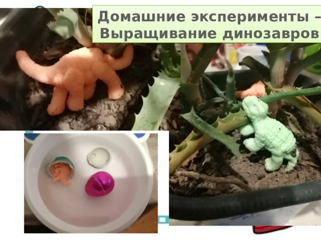 Домашние эксперименты – Выращивание динозавров 