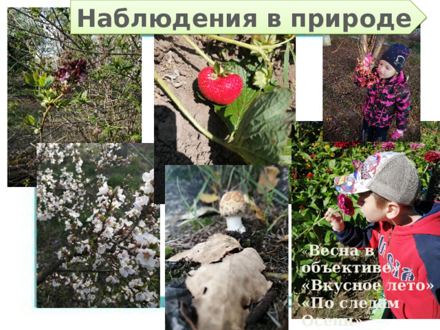 Наблюдения в природе « Весна в объективе» «Вкусное лето» «По следам Осени» 