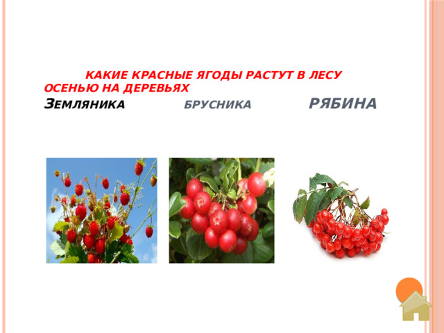  Какие красные ягоды растут в лесу осенью на деревьях  З емляника   Брусника Рябина 