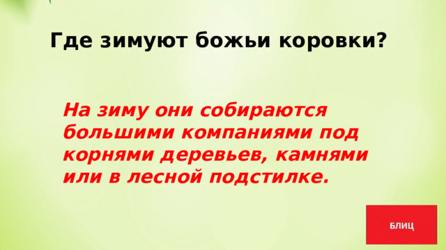 Где зимуют божьи коровки? На зиму они собираются большими компаниями под корнями деревьев, камнями или в лесной подстилке. 