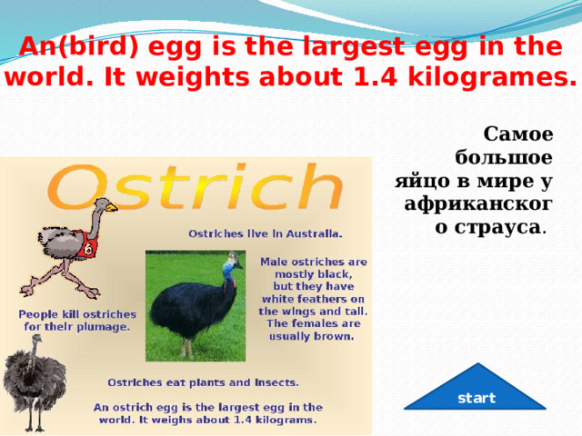 An(bird) egg is the largest egg in the world. It weights about 1.4 kilogrames. Самое большое яйцо в мире у африканского страуса .  start 