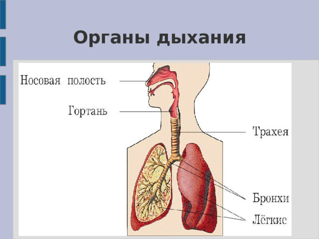 Органы дыхания 