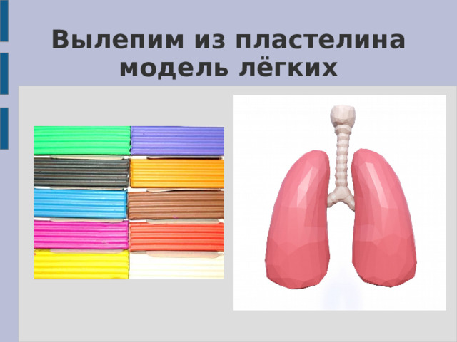 Вылепим из пластелина модель лёгких 