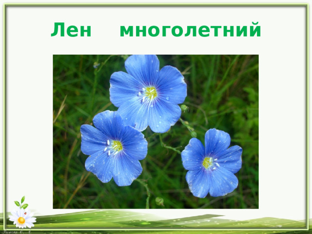 Лен многолетний 