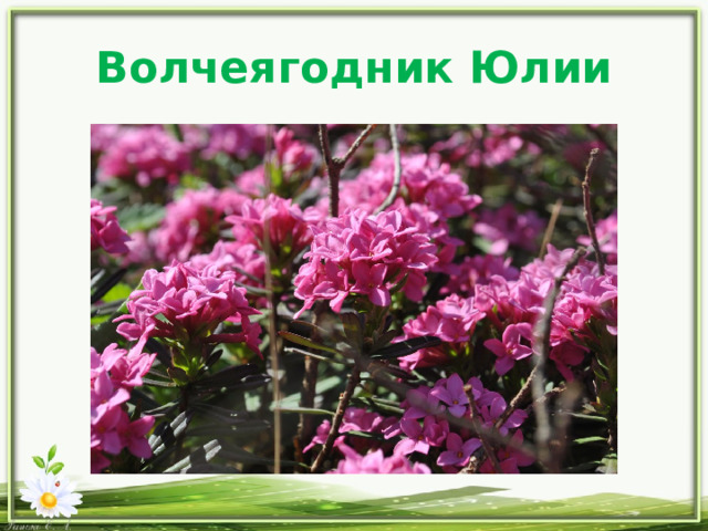 Волчеягодник Юлии 