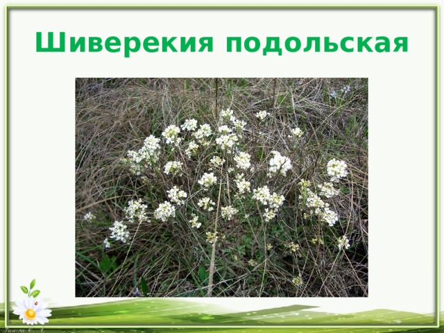 Шиверекия подольская 