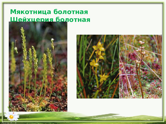 Мякотница болотная Шейхцерия болотная 