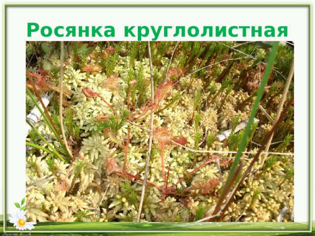 Росянка круглолистная 