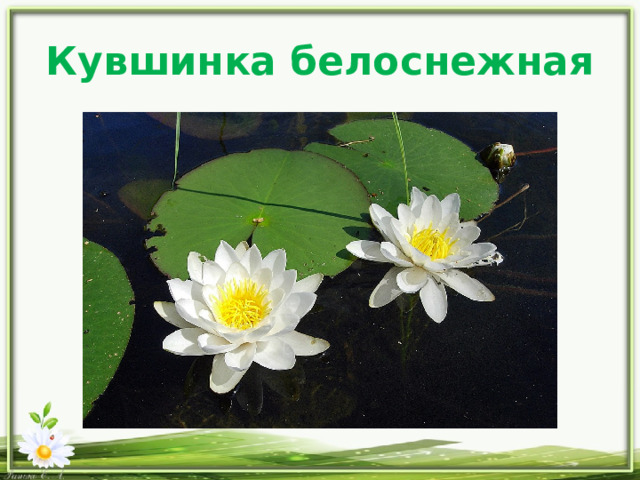 Кувшинка белоснежная 