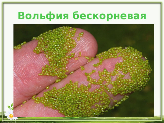 Вольфия бескорневая 