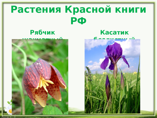Растения Красной книги РФ Рябчик шахматный Касатик безлистный 
