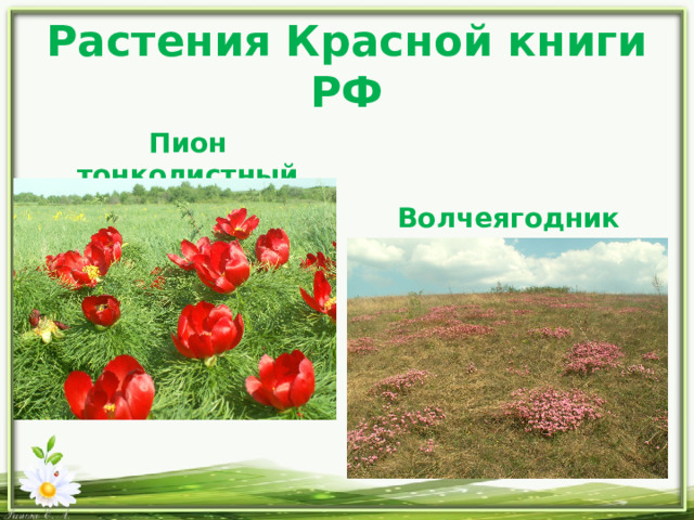 Растения Красной книги РФ Пион тонколистный     Волчеягодник Юлии 