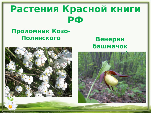 Растения Красной книги РФ Проломник Козо-Полянского  Венерин башмачок настоящий 