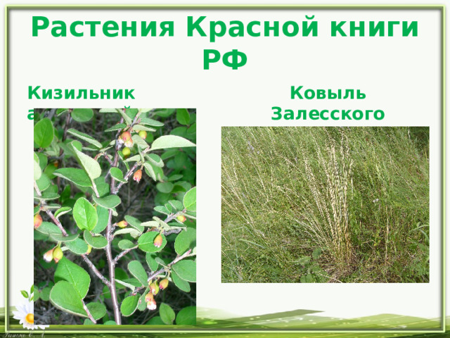 Растения Красной книги РФ Кизильник алаунский Ковыль Залесского  