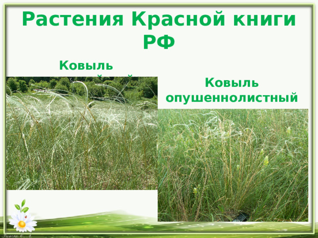 Растения Красной книги РФ Ковыль красивейший  Ковыль опушеннолистный 