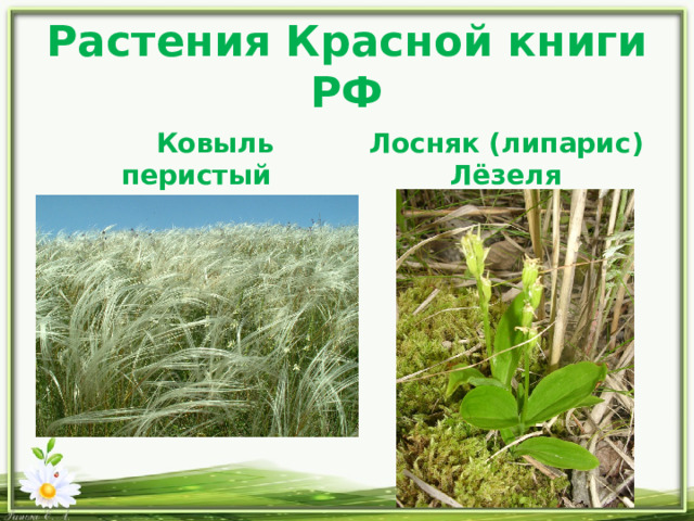 Растения Красной книги РФ  Ковыль перистый Лосняк (липарис) Лёзеля 