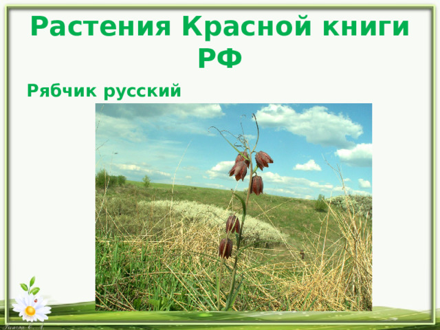 Растения Красной книги РФ Рябчик русский 