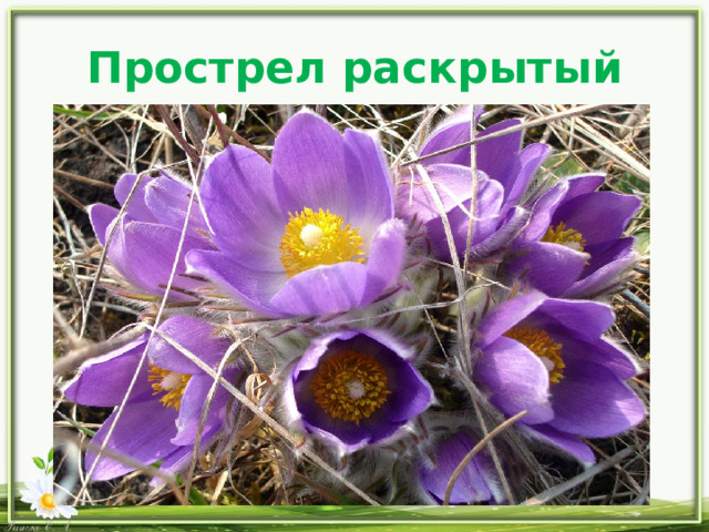 Прострел раскрытый 