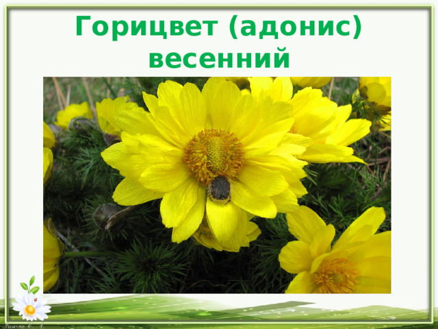 Горицвет (адонис) весенний 