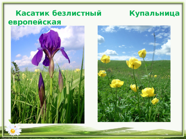  Касатик безлистный Купальница европейская 