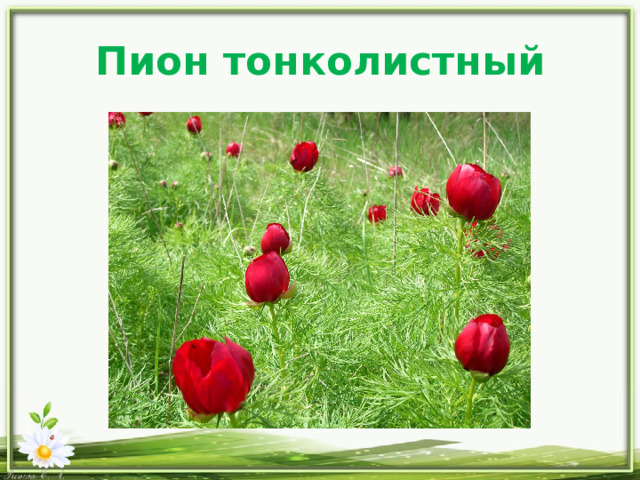 Пион тонколистный 