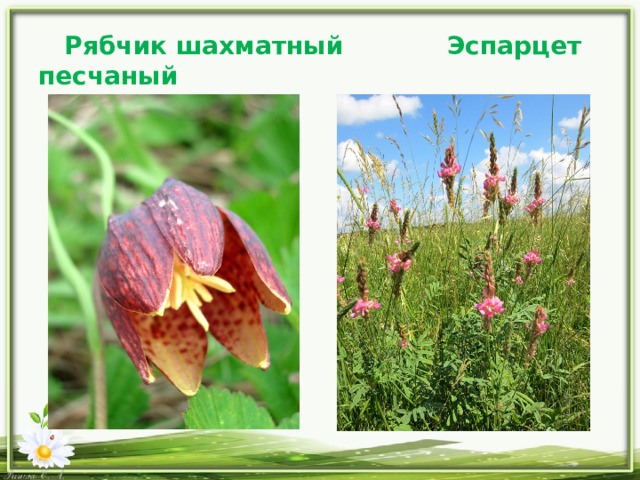  Рябчик шахматный Эспарцет песчаный 